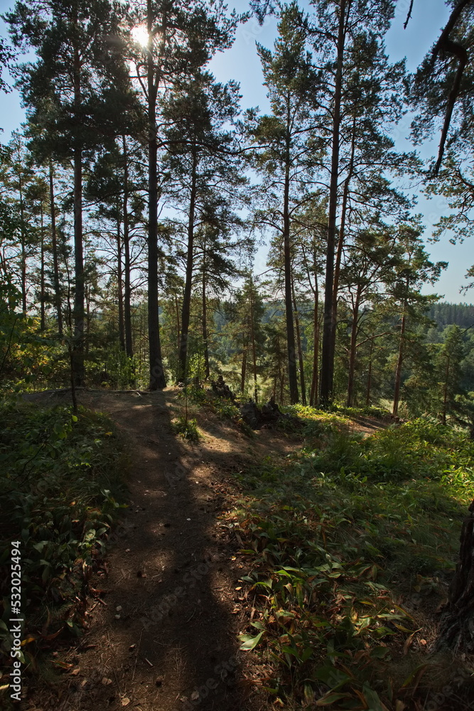 The sun in the Karelian pine forest. The sun in the Karelian pine forest.
