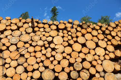 pile of cut logs by the lumberjacks in the industrial sawmill
