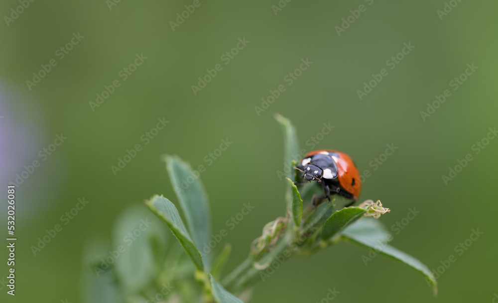 A small red ladybug, a seven-spot, sits on a branch with green leaves against a green background in nature A small red ladybug, a seven-spot, sits on a branch with green leaves against a green background in nature