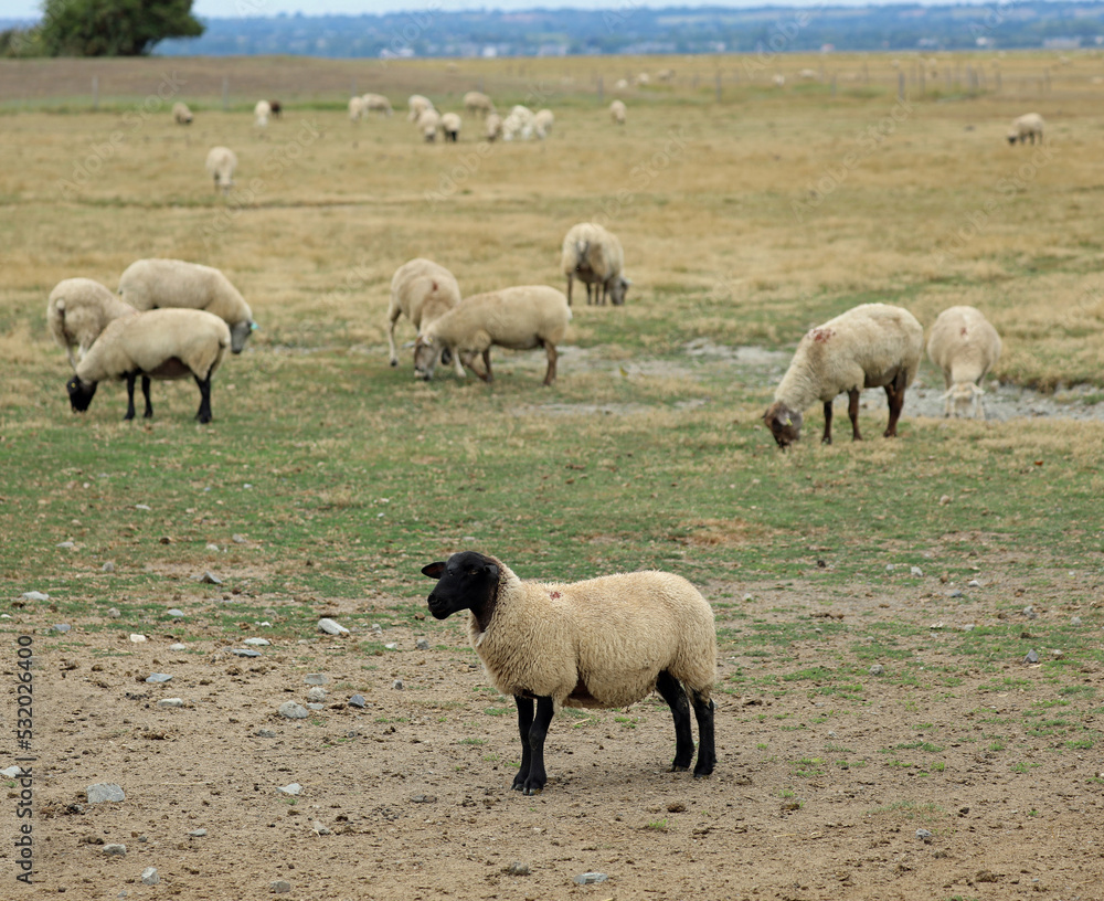 grazing suffolk sheep with black head and legs in Europe