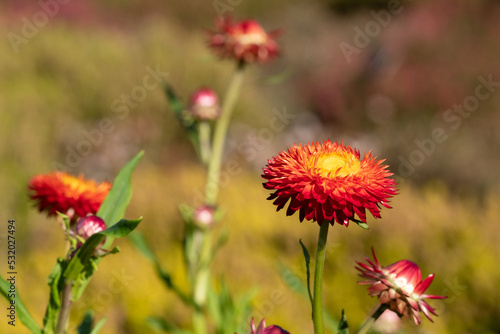 Bright orange Xerochrysum Bracteatum Scarlet flowers  photographed in early autumn with a macro lens at RHS Wisley garden near Woking in Surrey UK. 