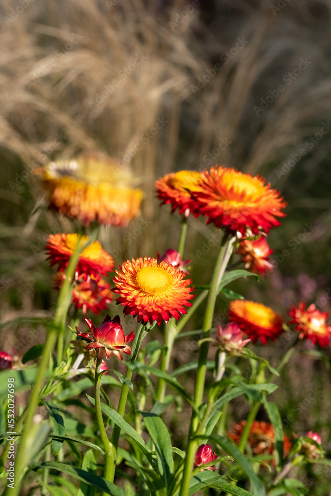 Bright orange Xerochrysum Bracteatum Scarlet flowers, photographed in early autumn with a macro lens at RHS Wisley garden near Woking in Surrey UK. Bright orange Xerochrysum Bracteatum Scarlet flowers, photographed in early autumn with a macro lens at RHS Wisley garden near Woking in Surrey UK.