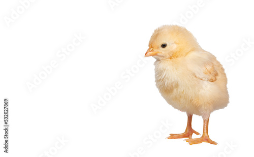 white chick isolated on white background