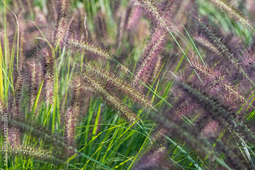 Φωτογραφία Ornamental Chinese fountain grass by name Pennisetum Alopecuroides Red Head, photographed in early autumn with a macro lens at a garden in Wisley near Woking in Surrey UK