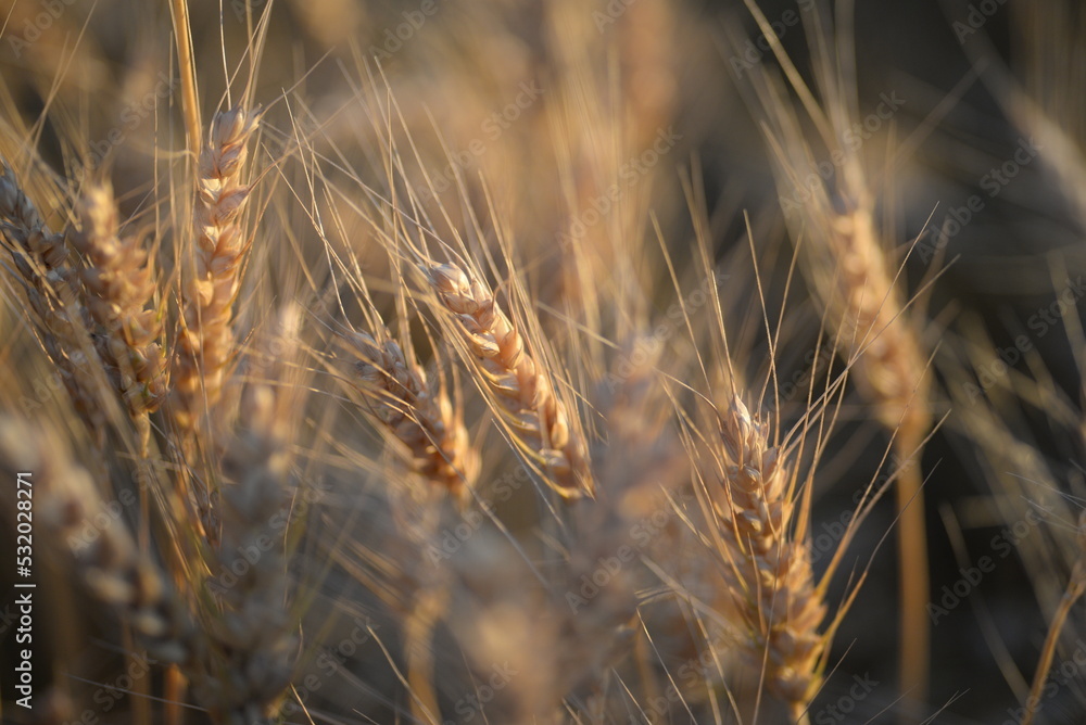 ripe brown spikelets of wheat, a background of spikelets of wheat in sunny weather, a field of flour, field of death Ukraine, food, grains, spikelets with a mustache, wheat stalks, gold field ripe brown spikelets of wheat, a background of spikelets of wheat in sunny weather, a field of flour, field of death Ukraine, food, grains, spikelets with a mustache, wheat stalks, gold field