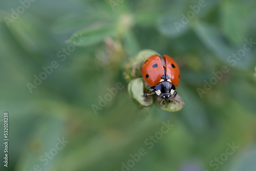 A small red ladybug, a seven-spot, sits on a branch with green leaves against a green background in nature © leopictures
