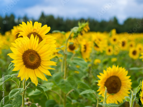 Common sunflower  Helianthus annuus  field  farming concept  sunflower seeds