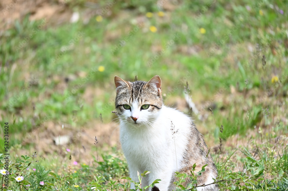 cat on the grass