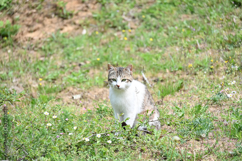 Wild cat on the grass  © DRBURHAN