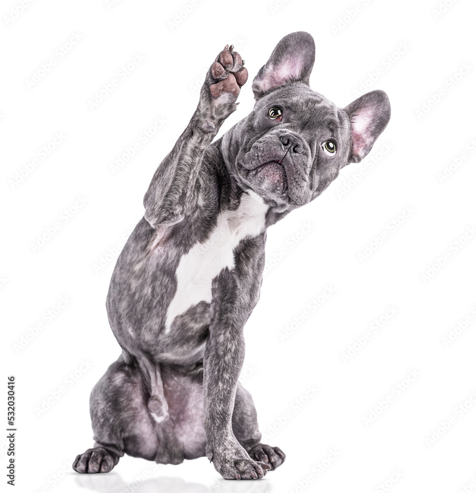 French Bulldog says hello with raised paw, isolated on the white