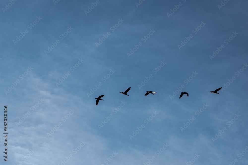 five geese fly in the summer sky