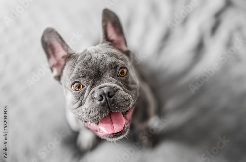 Very happy French bulldog dog , top view