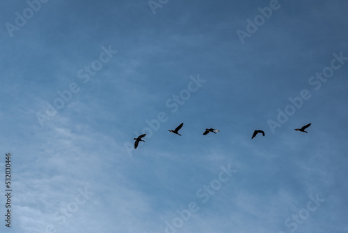 five geese fly in the summer sky