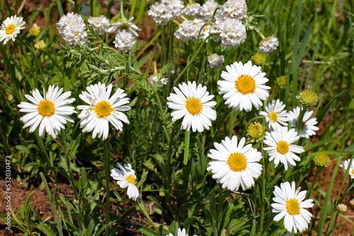 Daisy daisy blossom, wild summer flowering meadow close-up, flower head with white petals