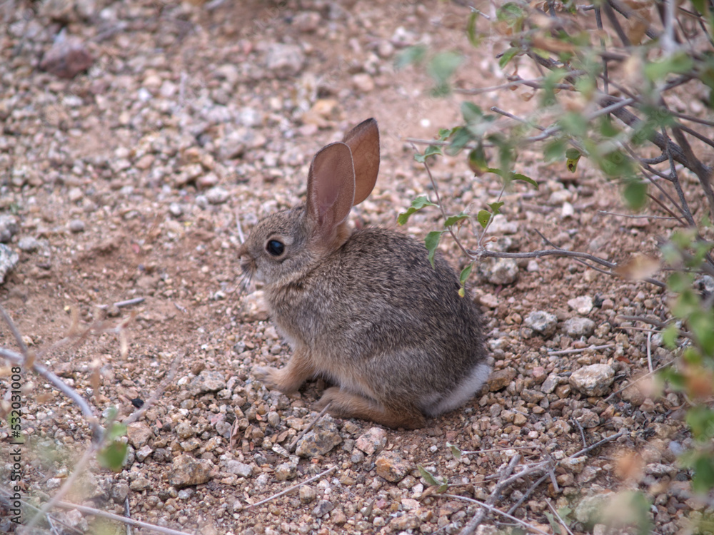Small Desert Rabbit Sitting In Gravel Walkway With Plants Small Desert Rabbit Sitting In Gravel Walkway With Plants