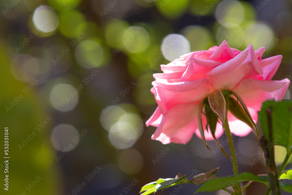 Pink, beautiful details of a rose at sunrise seen through a macro lens, natural light, selective focus.