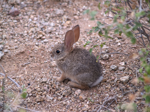 Small Desert Rabbit Sitting In Gravel Walkway With Plants