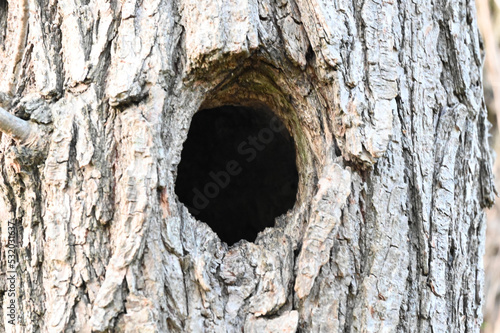 close up NEST of trunk BIRD'S NEST TREE BUCKET