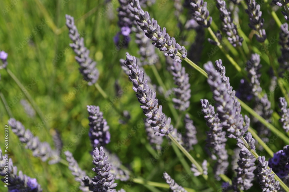lavender in the field