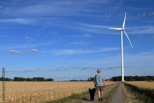 Wind turbine. Green energy. Senior man walking the dog. One summer day outside. Blue sky and small clouds. Road  fields and meadows. Near Skara  Sweden  Scandinavia  Europe.