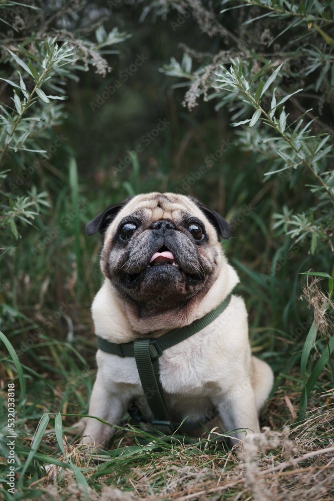 Cute pug dog posing in green grass. Portrait of a canine pet in beautiful natural green background