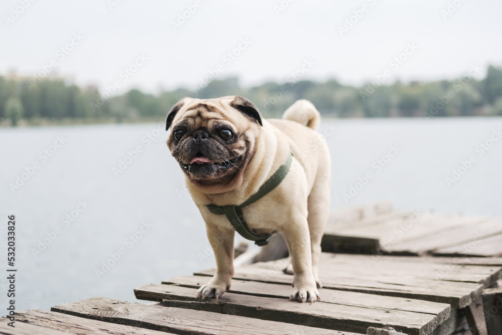 Funny little pug standing by the water. Pedigree dog portrait in natural outdoor scene