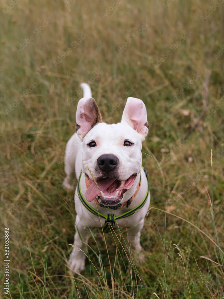 Active and happy young dog in the grey autumn grass. Cute staffordshire terrier puppy posing outdoors