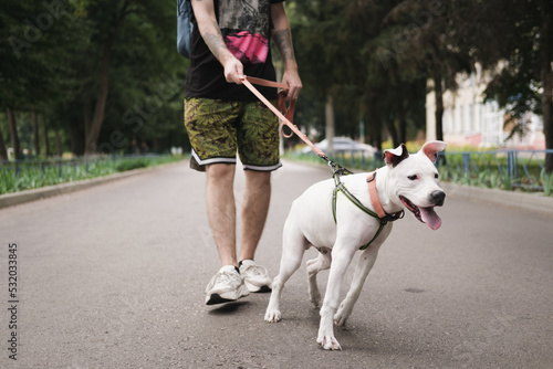 Disobedient dog pulling on the leash. Young staffordshire terrier showing reactive bad behaviour