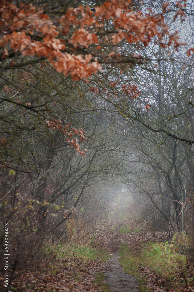 tunnel of trees in deep autumn, beautiful oak leaves above tunnel of trees in deep autumn, beautiful oak leaves above