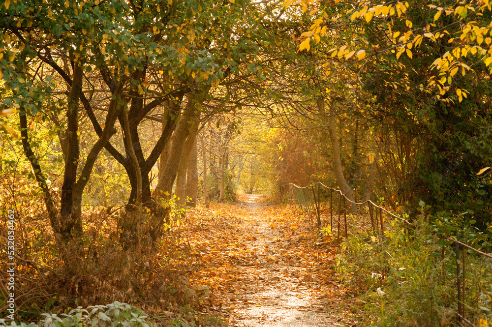 a path between autumn trees with golden leaves, opposite the sun illuminates the tunnel