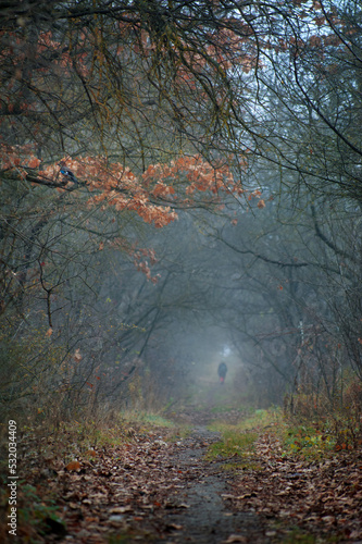 tunnel of trees in deep autumn, beautiful oak leaves above, a tunnel of trees...
