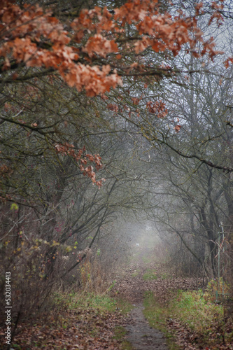 tunnel of trees in deep autumn, beautiful oak leaves above