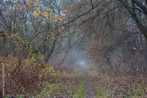 a path leading into a foggy tunnel with a light at the end