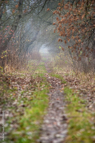 autumn fog is mysterious and mystical on the forest path from the tunnel of o...