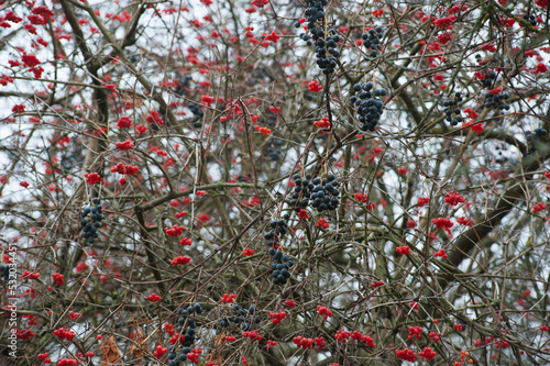 fruits of viburnum and grapes on a bush branches without leaves