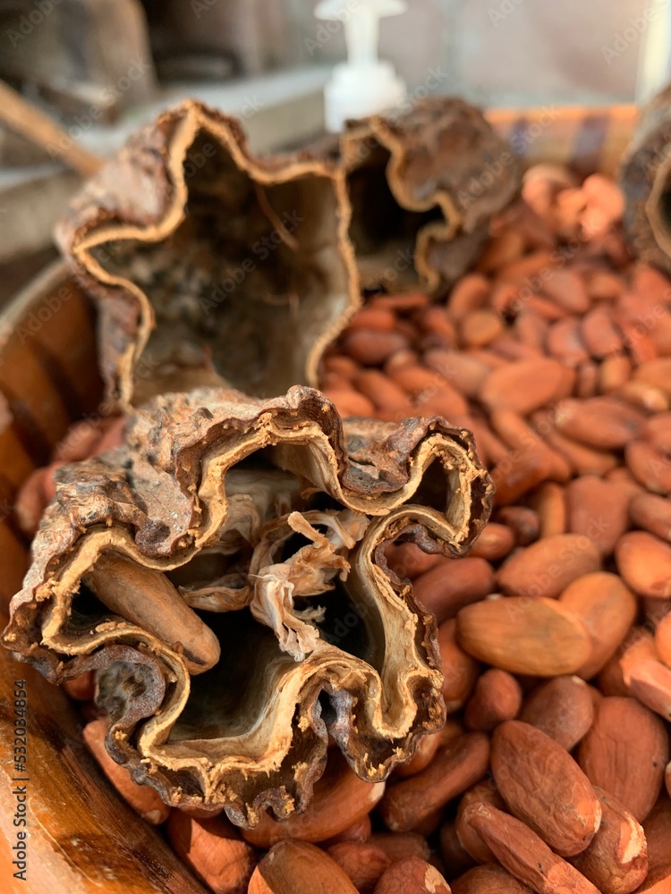 cacao cacao