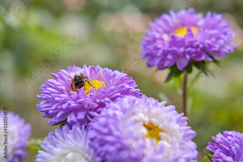 Purple chrysanthemums close-up, side view, bumblebee, place for inscription