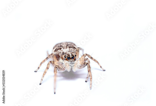 Macro portrait of a jumping spider (menemerus semilimbatus)