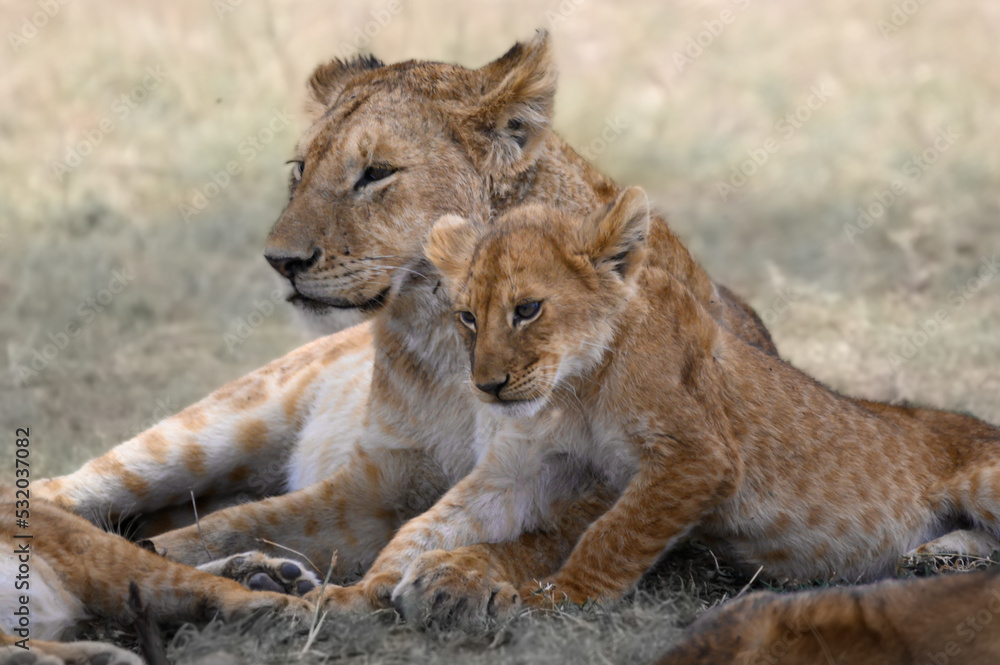 Lion with little lion Lion with little lion