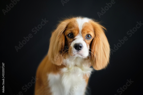 Portrait Of King Charles Spaniel on a black background after grooming