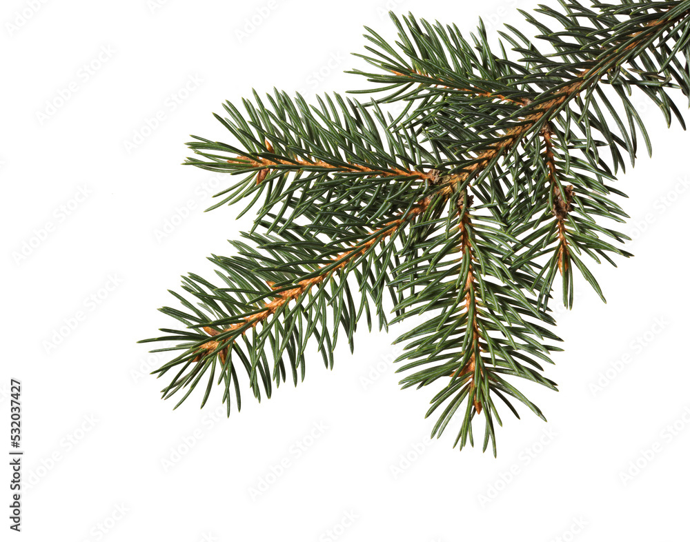 Fir tree branch. Pine branch. Fir tree branch. Pine branch.