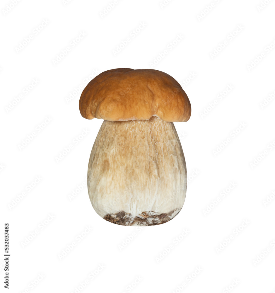 Beautiful boletus edulis isolated on transparent background. Edible tasty mushroom penny bun, porcini, cep, porcino, king boletus macro. Mushroom with brown hat closeup. Beautiful boletus edulis isolated on transparent background. Edible tasty mushroom penny bun, porcini, cep, porcino, king boletus macro. Mushroom with brown hat closeup.