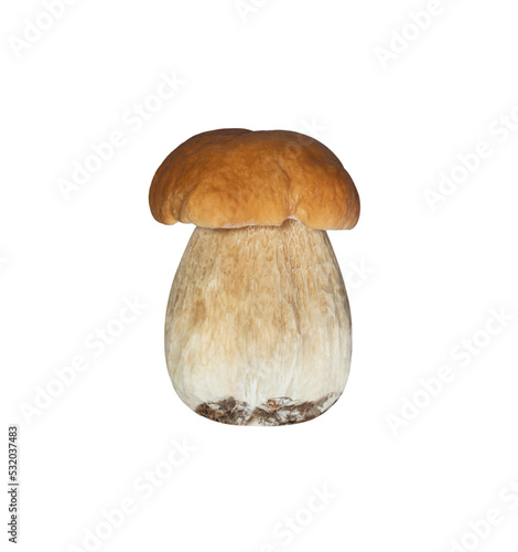 Beautiful boletus edulis isolated on transparent background. Edible tasty mushroom penny bun, porcini, cep, porcino, king boletus macro. Mushroom with brown hat closeup.