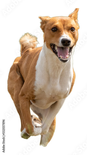 Young basenji dog looking at camera while running and jumping