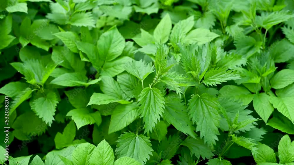 Young nettles, leaves in the wind, static chamber. High quality 4k footage Young nettles, leaves in the wind, static chamber. High quality 4k footage