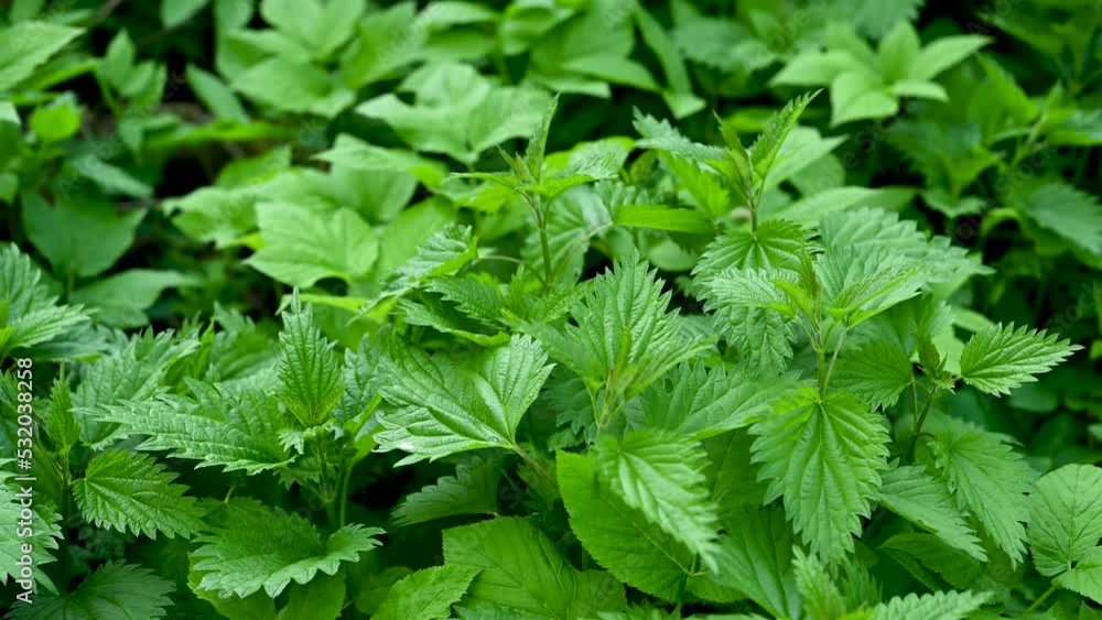 Young nettles, leaves in the wind, static chamber. High quality 4k footage Young nettles, leaves in the wind, static chamber. High quality 4k footage