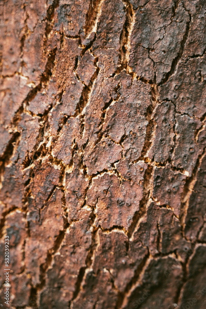 Oak bark texture Oak bark texture