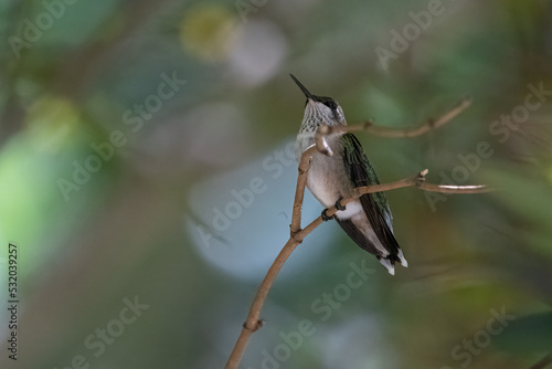 Juvenile Ruby-throated Hummingbird on branch © Joshua