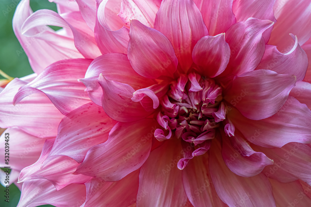 Obraz premium 'Vassio Meggos' Dahlia