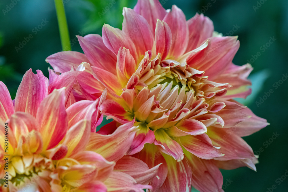 'Fired Up' Dahlias 'Fired Up' Dahlias